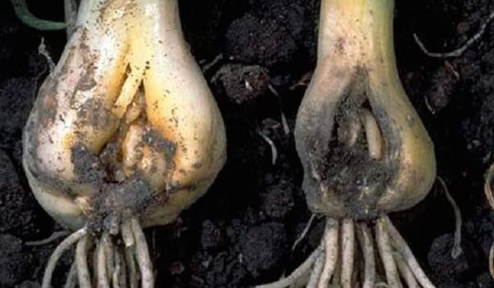 Почему болеет чеснок — что делать, способы лечения