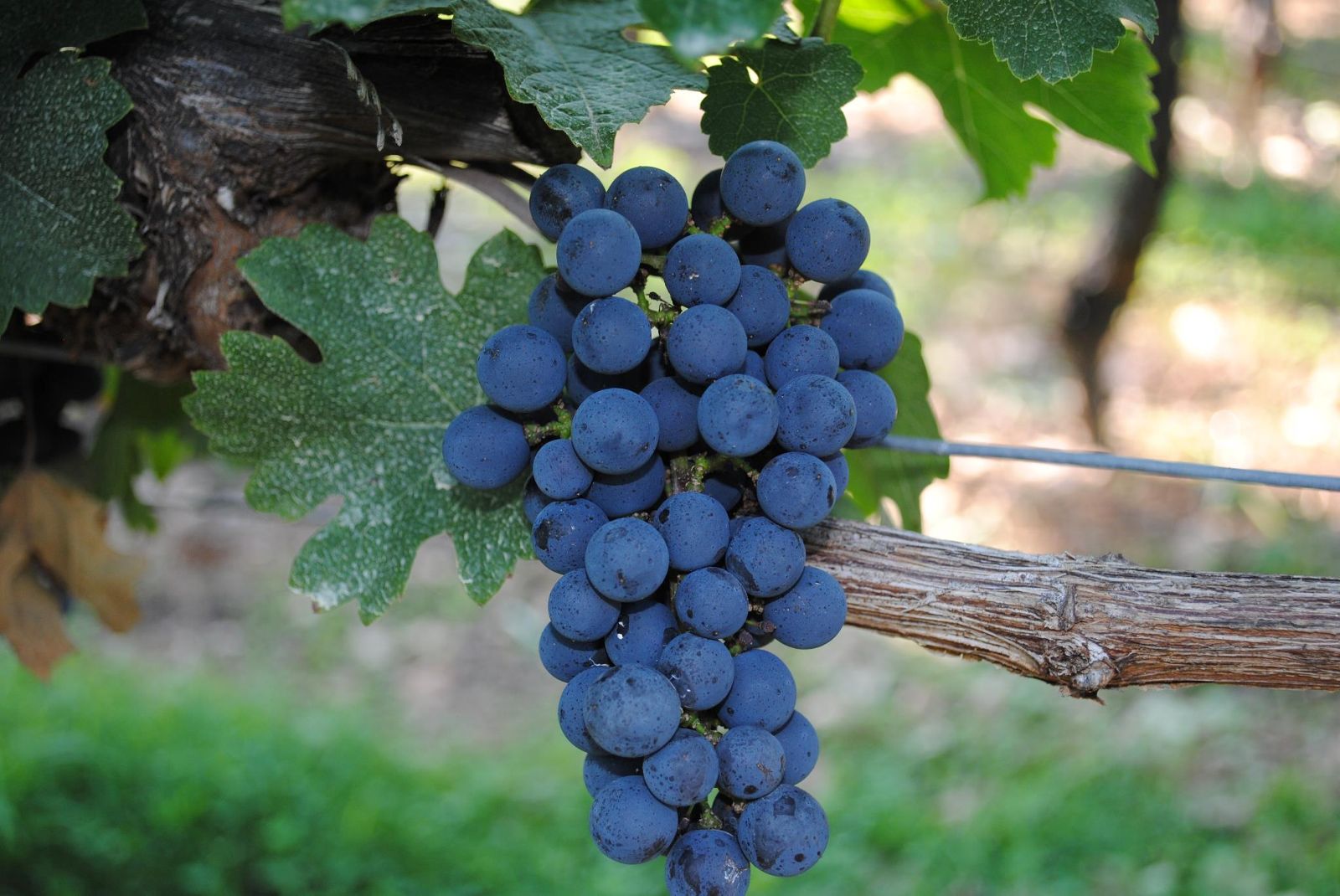 Каберне Совиньон (Cabernet Sauvignon) — что это за сорт винограда