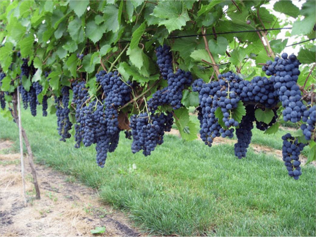 Описание сорта винограда Маркетт (Marquette) — нюансы выращивания