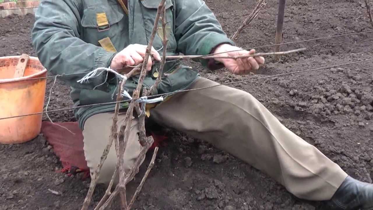 Весенняя подвязка винограда после раскрытия