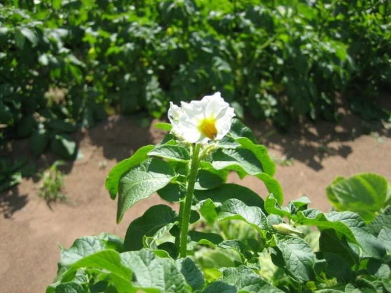 Описание раннего картофеля «Скарб» — выращивание и урожайность