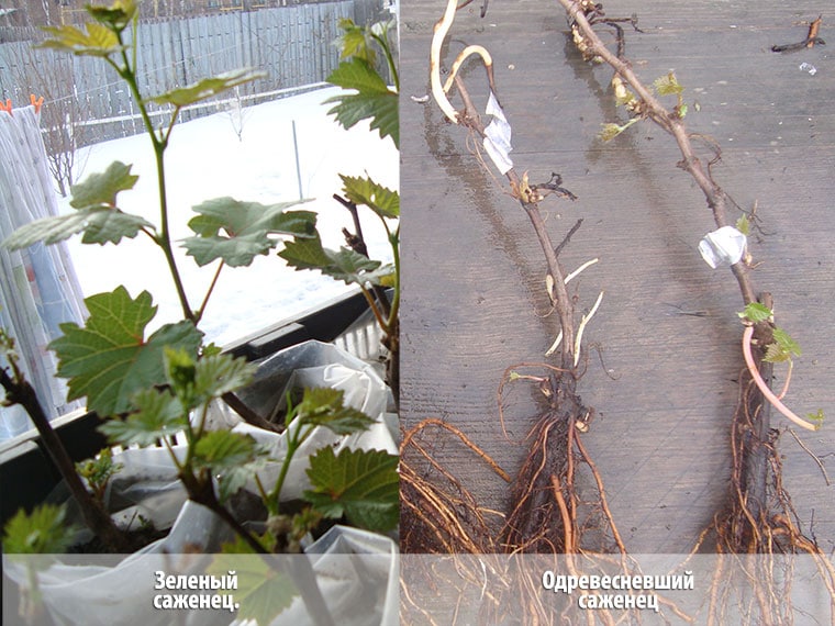 Сорт виноградной лозы Загадка Шарова — особенности выращивания