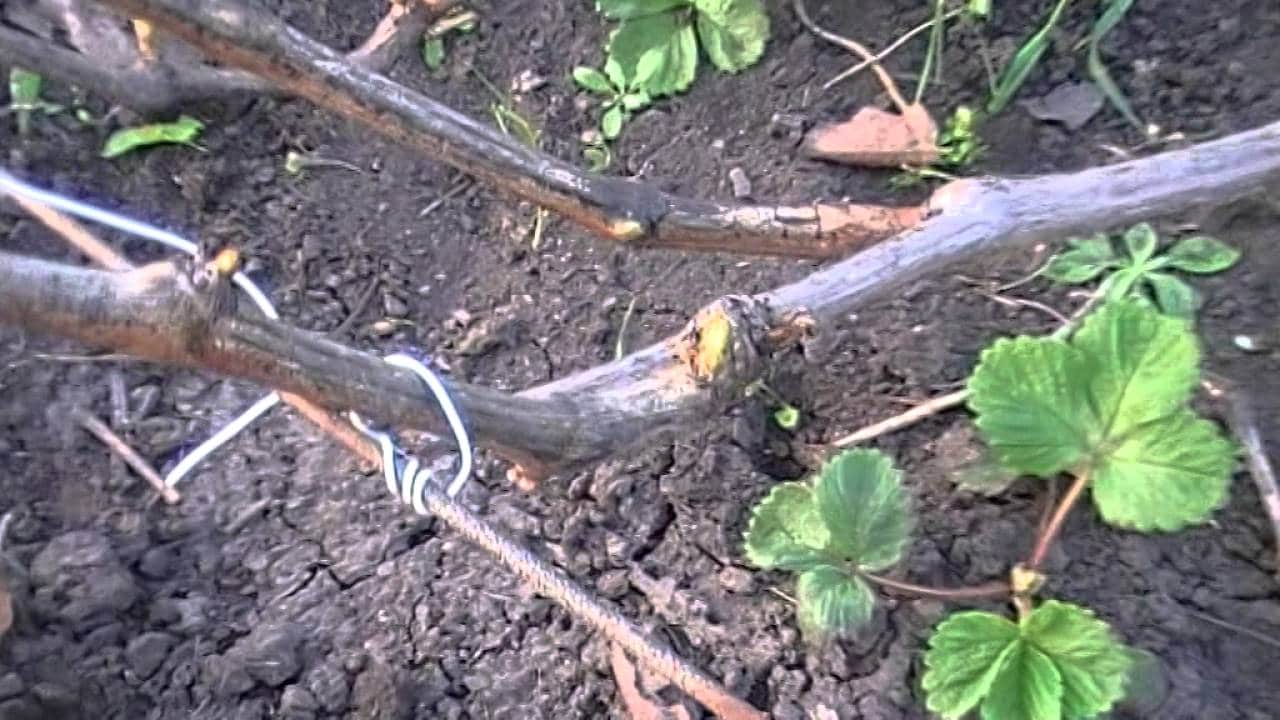 Весенняя подвязка винограда после раскрытия