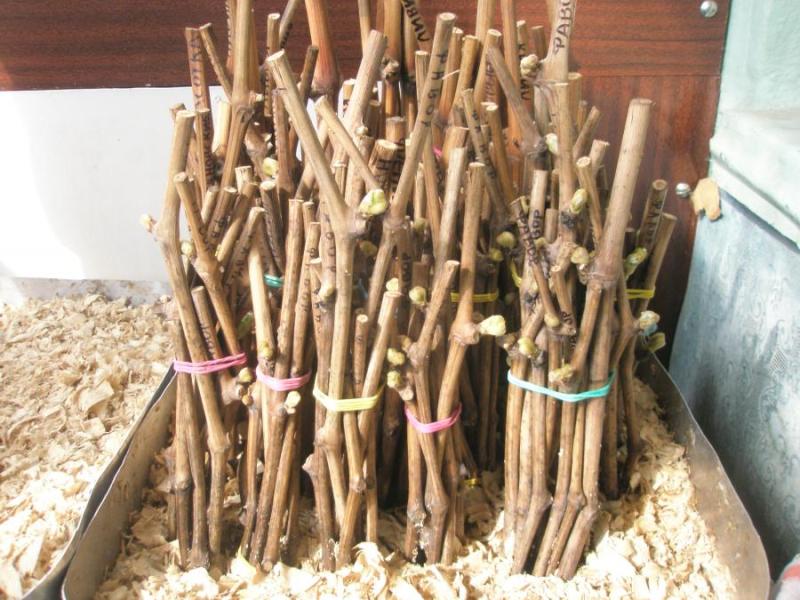 Как прививать виноград весной — инструкция для новичков