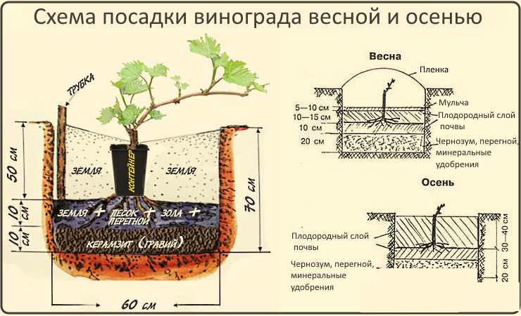 Гибридная форма столового винограда Заря Несветая — посадка и уход