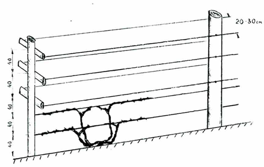 Сорт виноградной лозы Загадка Шарова — особенности выращивания