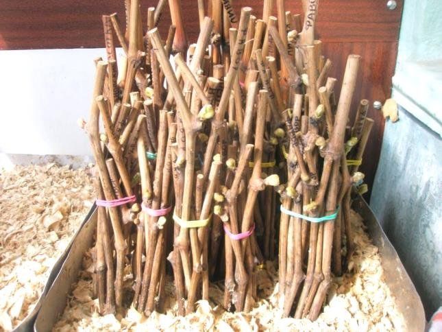 Сорт виноградной лозы Загадка Шарова — особенности выращивания