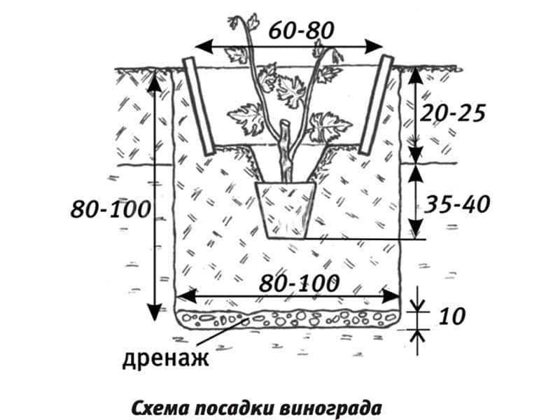 Гибридная форма столового винограда Заря Несветая — посадка и уход