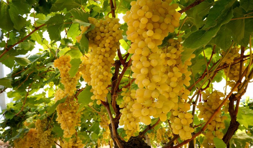 Описание морозостойких и урожайных сортов винограда для Подмосковья