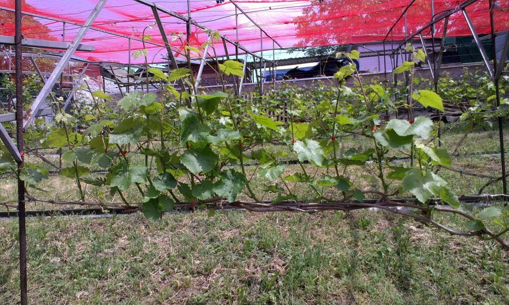 Описание сорта винограда Маркетт (Marquette) — нюансы выращивания