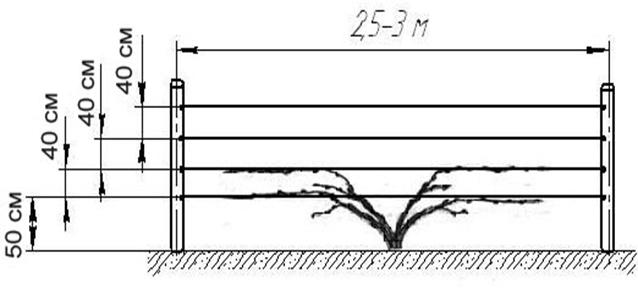 Гибридная форма столового винограда Заря Несветая — посадка и уход