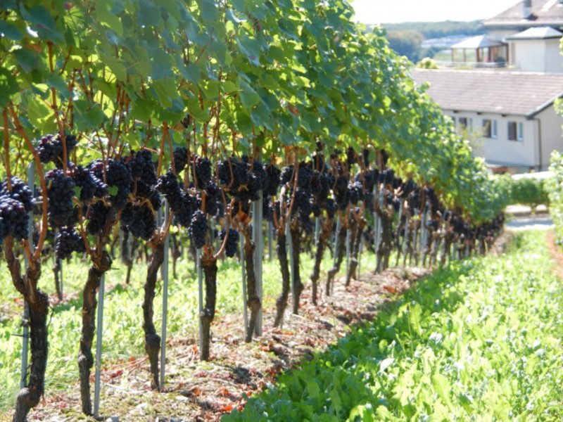 Описание сорта винограда Маркетт (Marquette) — нюансы выращивания