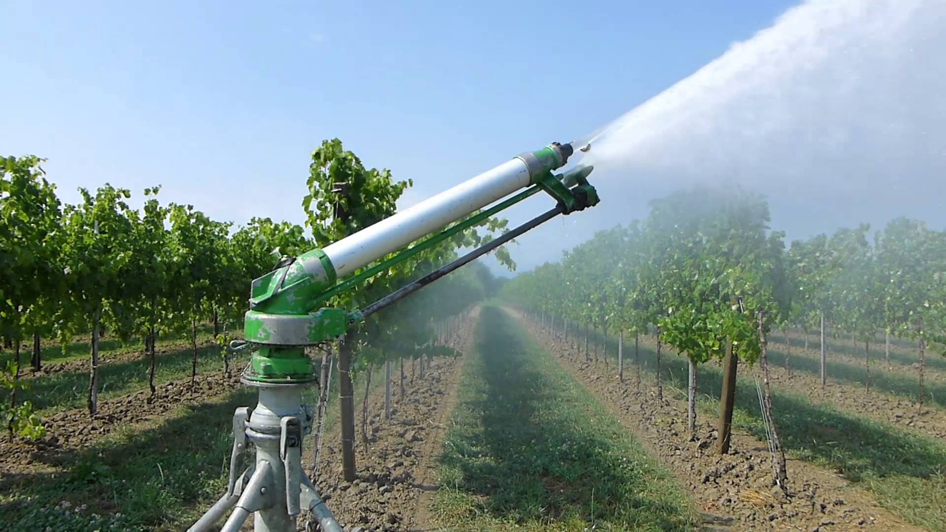 Каберне Совиньон (Cabernet Sauvignon) — что это за сорт винограда