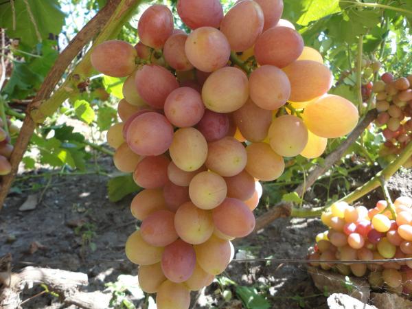 Технология выращивания винограда сорта София — посадка и уход за лозой