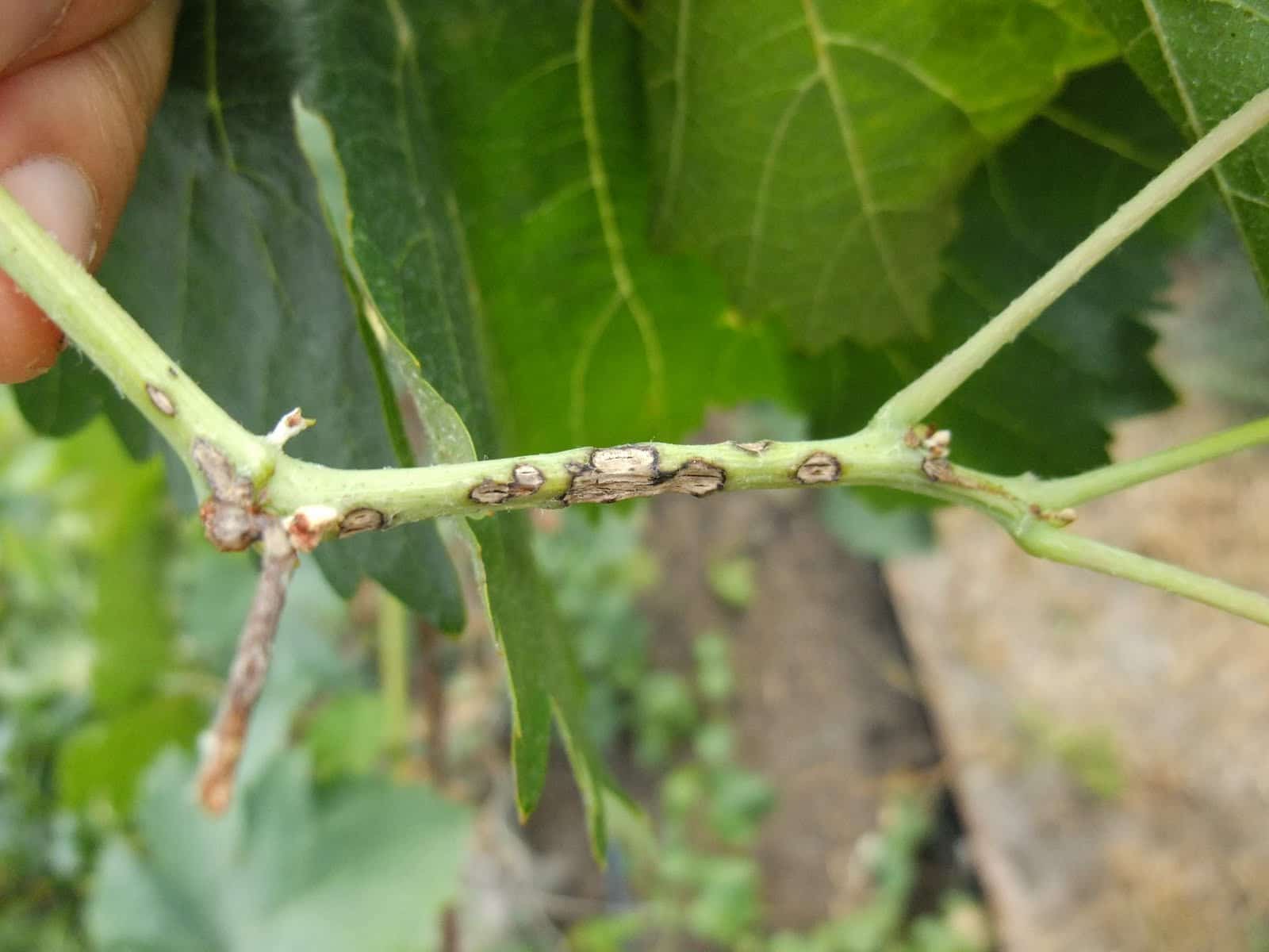 Посадка и выращивание винограда на Урале для новичков