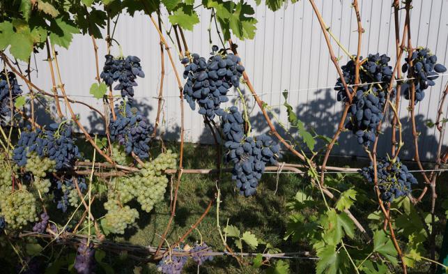 Выращивание винограда Викинг — как посадить и ухаживать?