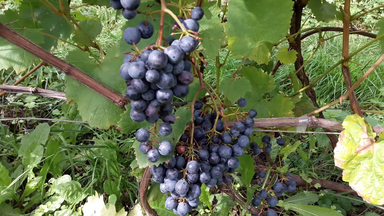 Посадка и выращивание винограда на Урале для новичков