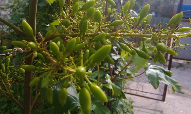 Разновидность винограда Кишмиш сорт Юпитер