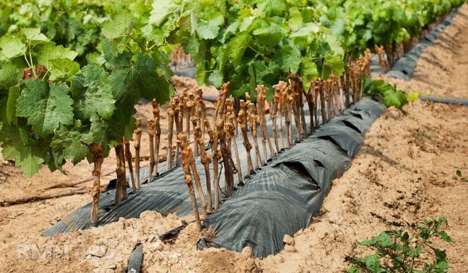 Выращивание винограда Викинг — как посадить и ухаживать?