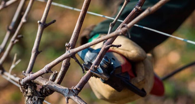 Выращивание винограда Викинг — как посадить и ухаживать?