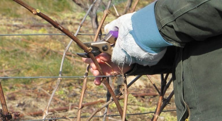 Технология выращивания винограда сорта София — посадка и уход за лозой