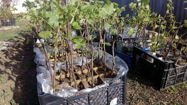 Выращивание винограда Викинг — как посадить и ухаживать?