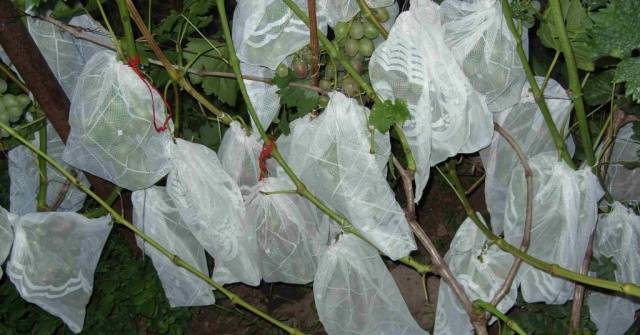 Технология выращивания винограда сорта София — посадка и уход за лозой