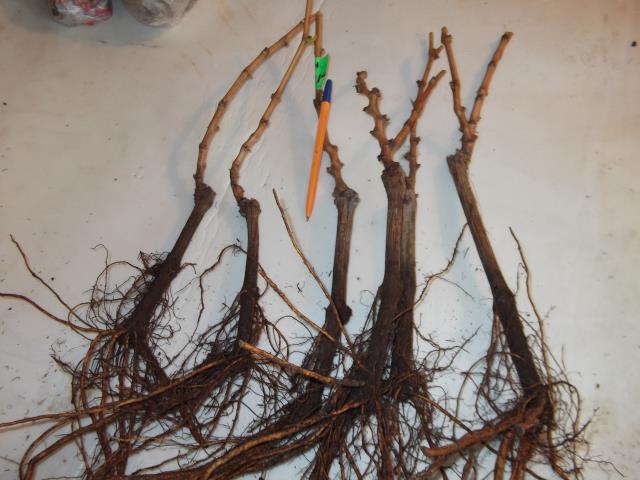 Как посадить и ухаживать за виноградом Кишмиш Лучистый