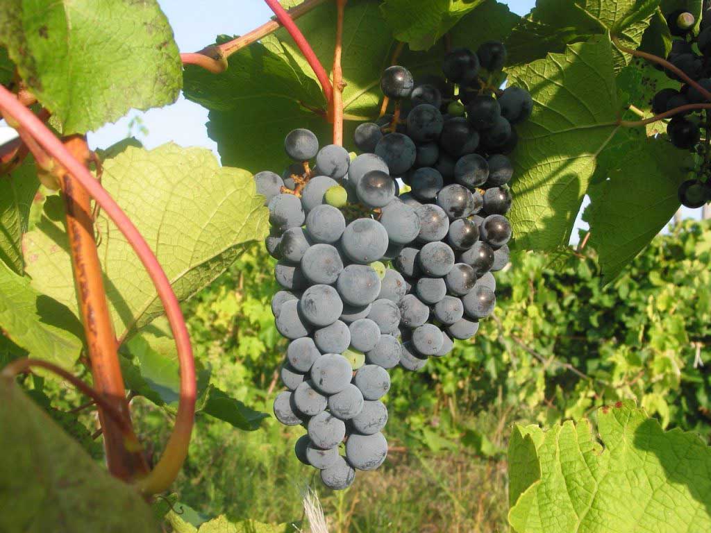 Посадка и выращивание винограда на Урале для новичков