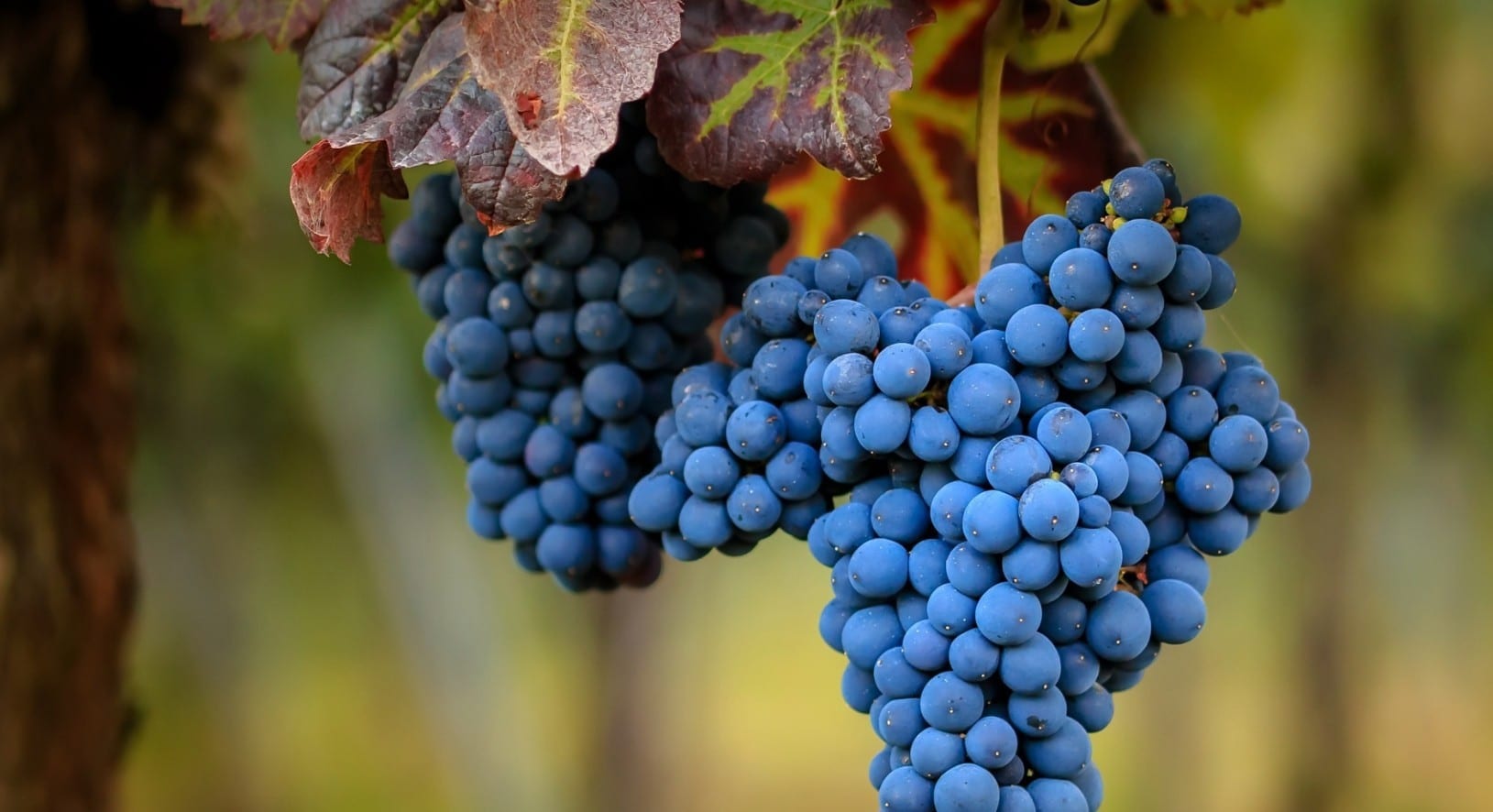 Описание лучших сортов темного винограда — польза и вред