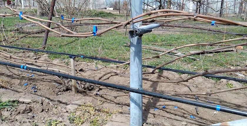 Разновидность винограда Кишмиш сорт Юпитер