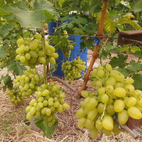 Сорт винограда Бажена — технология посадки и ухода