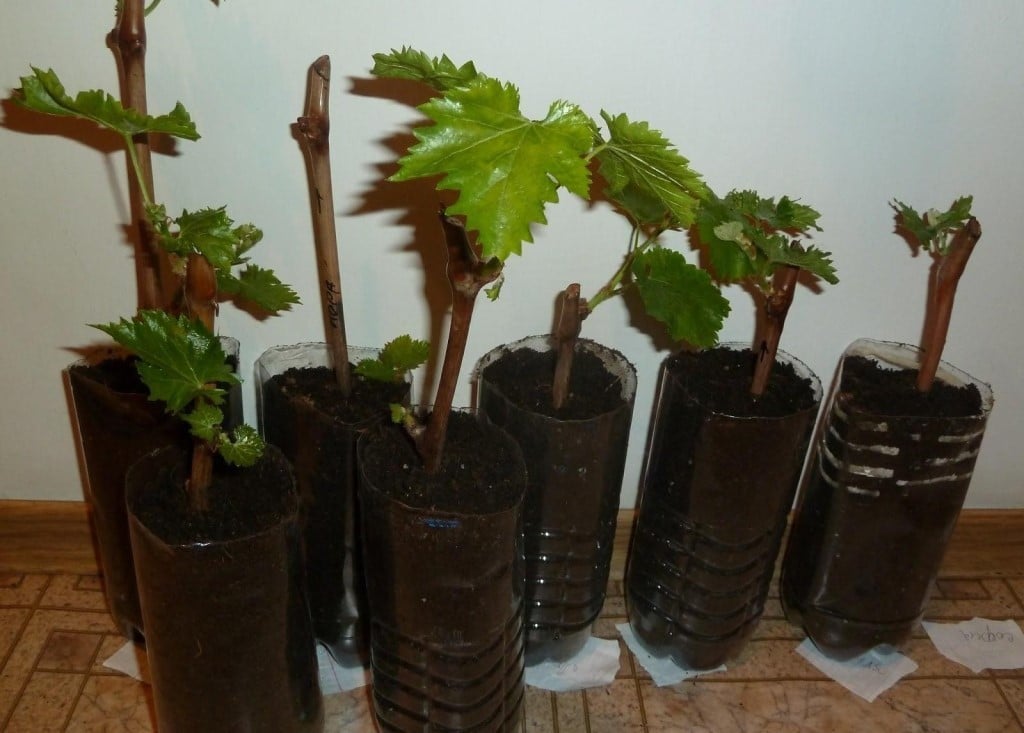 Сорт винограда Бажена — технология посадки и ухода