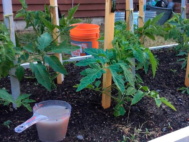 Обозначение детерминантного сорта помидоров