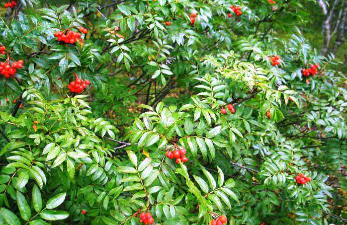 Рябина бузинолистная