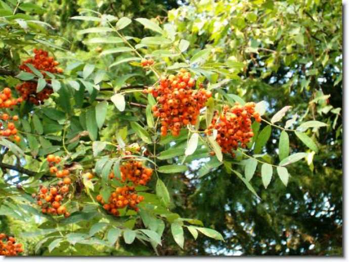 Рябина амурская