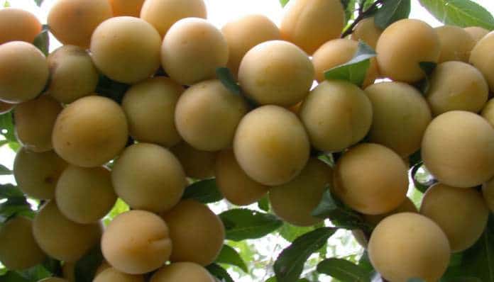 Слива русская