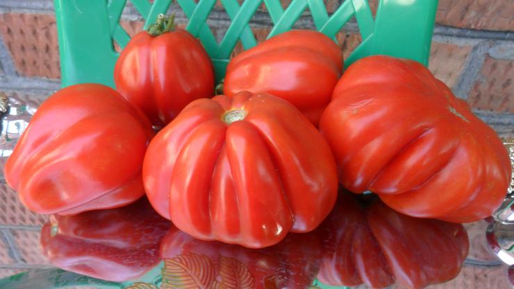 Раннеспелый сорт томата Пузата хата и его особенности