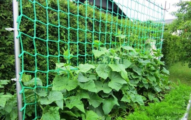 выращивание на сетке