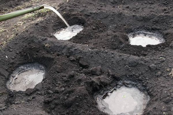 высадка рассады