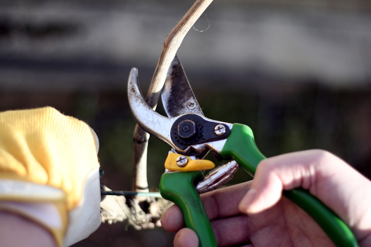 заготовка черенков