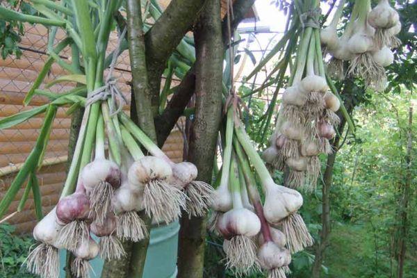 чеснок Алькор