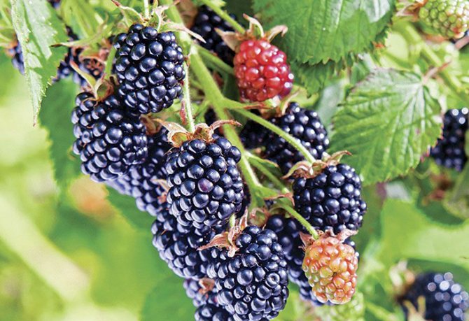 Ежевика Честер