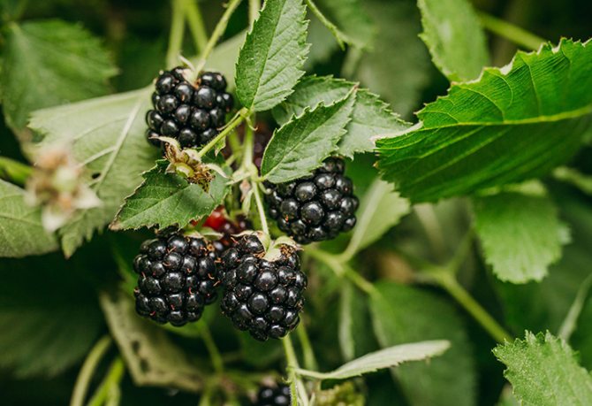 Ежевика Лох Тей