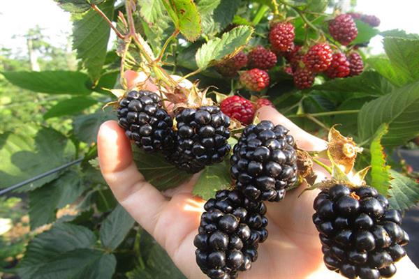 Ежевика навахо фото