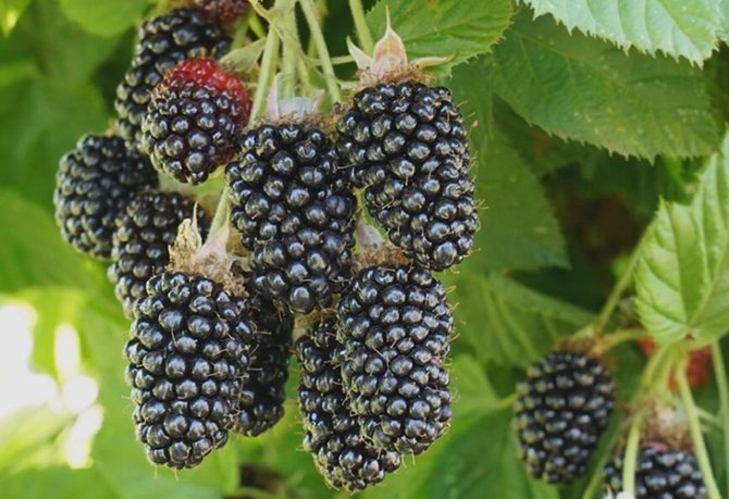 Ежевика Валдо