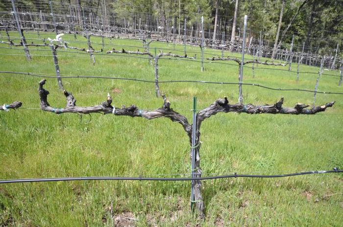 Формирование куста винограда