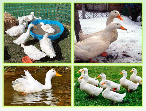 французская утка