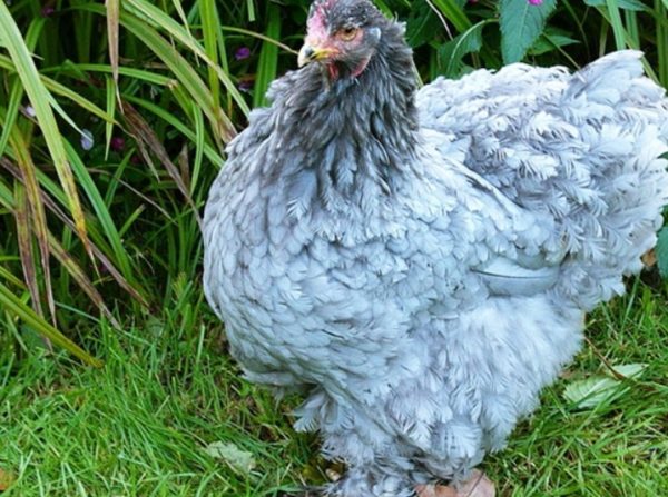 Голубой кохинхин