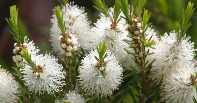 как выглядит чайное дерево